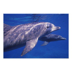 Mexico, Cozumel. Bottlenosed Dolphin, Tursiops 3 Photo Print