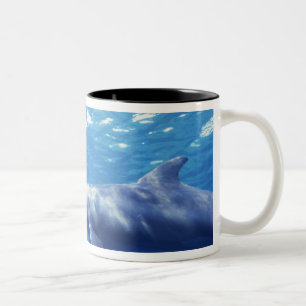 Mexico, Cozumel. Bottlenosed Dolphin, Tursiops 3 Two-Tone Coffee Mug