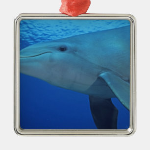 Mexico, Cozumel. Bottlenosed Dolphin, Tursiops 4 Metal Ornament