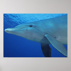 Mexico, Cozumel. Bottlenosed Dolphin, Tursiops 4 Poster