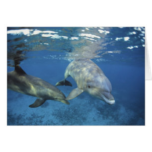 Mexico, Cozumel. Bottlenosed Dolphin, Tursiops 5