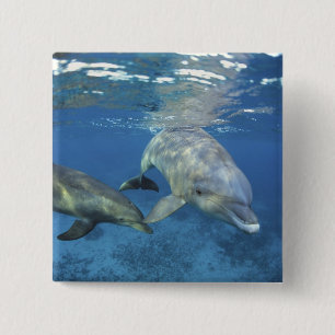 Mexico, Cozumel. Bottlenosed Dolphin, Tursiops 5 2 Inch Square Button