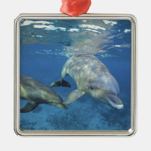 Mexico, Cozumel. Bottlenosed Dolphin, Tursiops 5 Metal Ornament