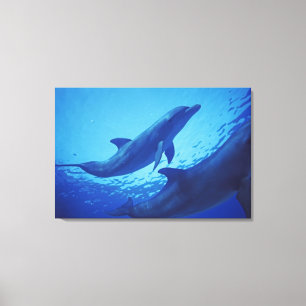 Mexico, Cozumel. Bottlenosed Dolphin, Tursiops Canvas Print