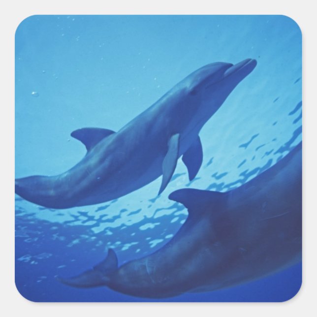 Mexico, Cozumel. Bottlenosed Dolphin, Tursiops Square Sticker (Front)