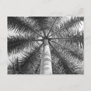 Mexico Palm Tree Shade Postcard