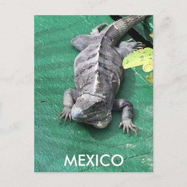 Mexico Postcard (Front)