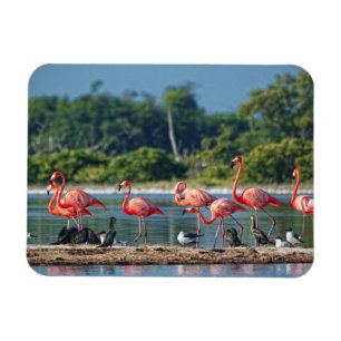 Mexico Rio Lagartos Magnet