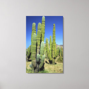 Mexico, Sonora, San Carlos. Saguaro & Organ Pipe Canvas Print
