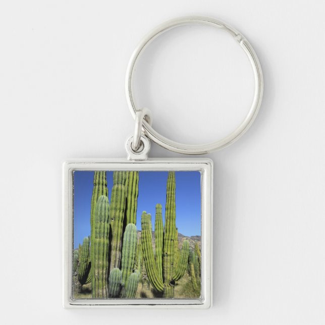 Mexico, Sonora, San Carlos. Saguaro & Organ Pipe Keychain (Front)
