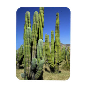 Mexico, Sonora, San Carlos. Saguaro & Organ Pipe Magnet