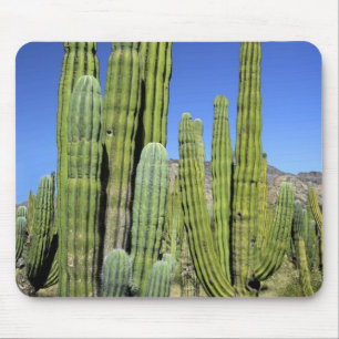 Mexico, Sonora, San Carlos. Saguaro & Organ Pipe Mouse Pad