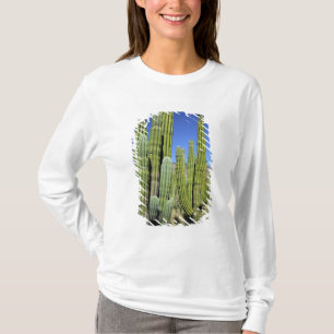 Mexico, Sonora, San Carlos. Saguaro & Organ Pipe T-Shirt
