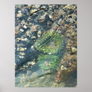 Meyers Beach North, Gold Beach, Oregon Poster