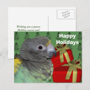 Meyers Parrot Christmas Holiday Postcard