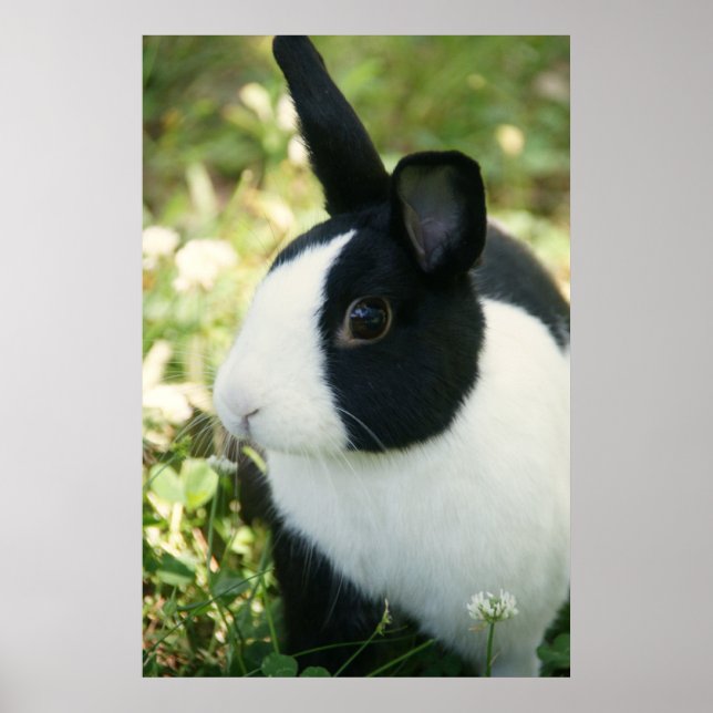 MHRR affiche murale de lapin noir et blanc holland (Devant)