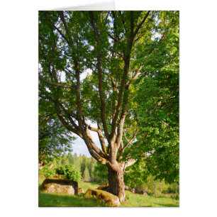 Mi-été Lumière Småland