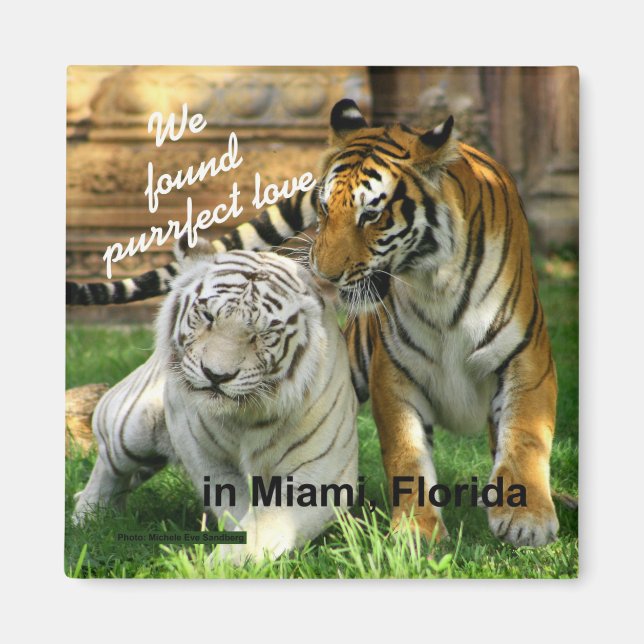 Miami Florida Purrfect Love Tiger Fridge Magnet (Front)