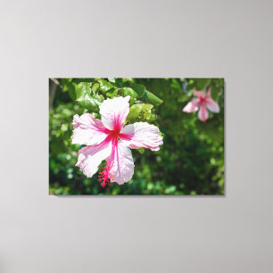 Miami Pink Hibiscus Tropical Flower Bloom  Canvas Print