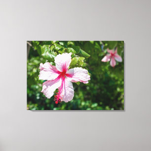 Miami Pink Hibiscus Tropical Flower Bloom Canvas Print