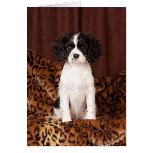 Micah couleur rare Cavalier King Charles Spaniel (Devant)