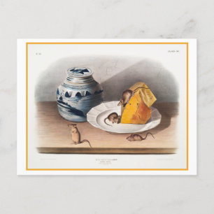 Mice Eating Cheese Vintage Illustration Postcard
