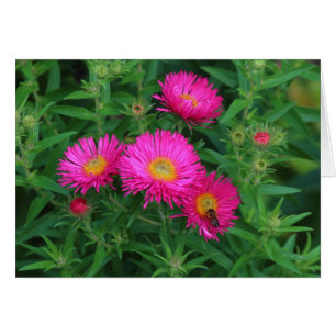Michaelmas Daisies and Bee