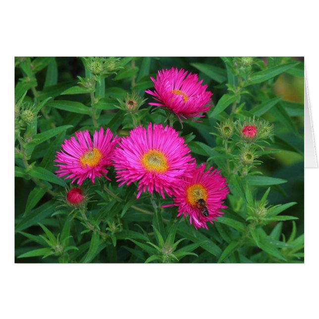 Michaelmas Daisies and Bee (Front Horizontal)