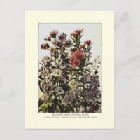 Michaelmas daisies