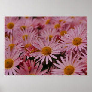 Michaelmas Daisies Poster