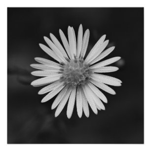 Michaelmas Daisy Flower Poster