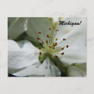 Michigan Apple Blossom Postcard