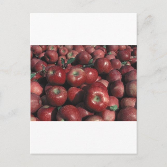 Michigan Apples Postcard (Front)