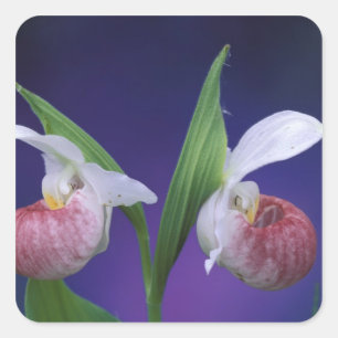 Michigan, Bruce Peninsula National Park. Showy Square Sticker