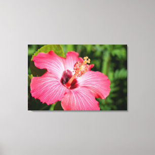 Michigan, Dearborn. Detail Of Pink Hibiscus Canvas Print