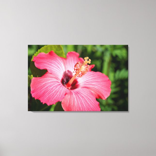 Michigan, Dearborn. Detail Of Pink Hibiscus Canvas Print (Front)