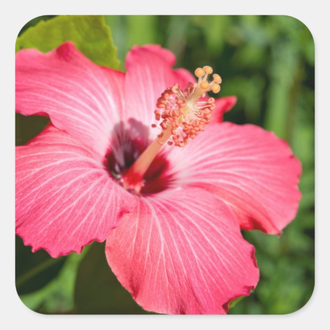 Michigan, Dearborn. Detail Of Pink Hibiscus Square Sticker (Front)