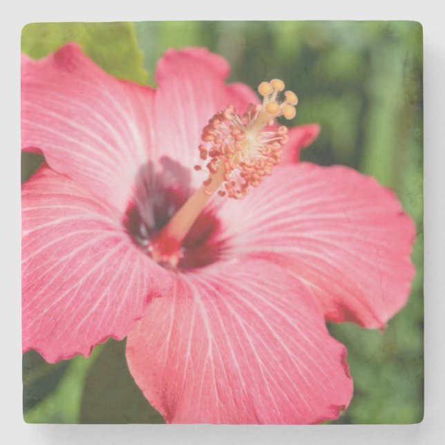 Michigan, Dearborn. Detail Of Pink Hibiscus Stone Coaster (Front)