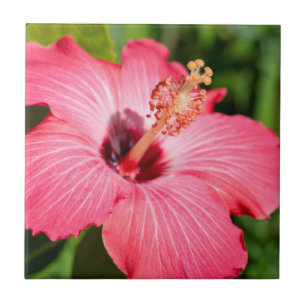 Michigan, Dearborn. Detail Of Pink Hibiscus Tile
