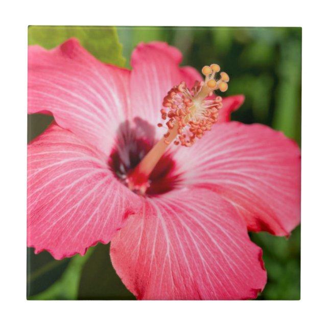 Michigan, Dearborn. Detail Of Pink Hibiscus Tile (Front)