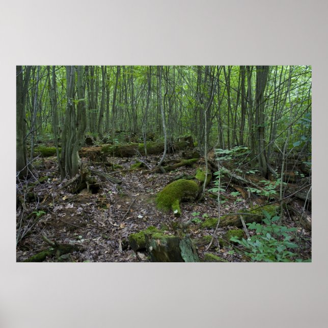 Michigan forest print (Front)