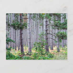 Michigan Pine Trees Postcard