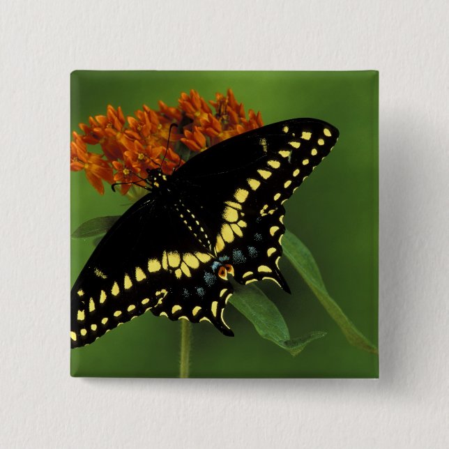 Michigan, Rochester. American Eastern Black 2 Inch Square Button (Front)
