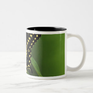 Michigan, Rochester. American Eastern Black Two-Tone Coffee Mug