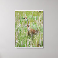 Michigan Sandhill Cranes