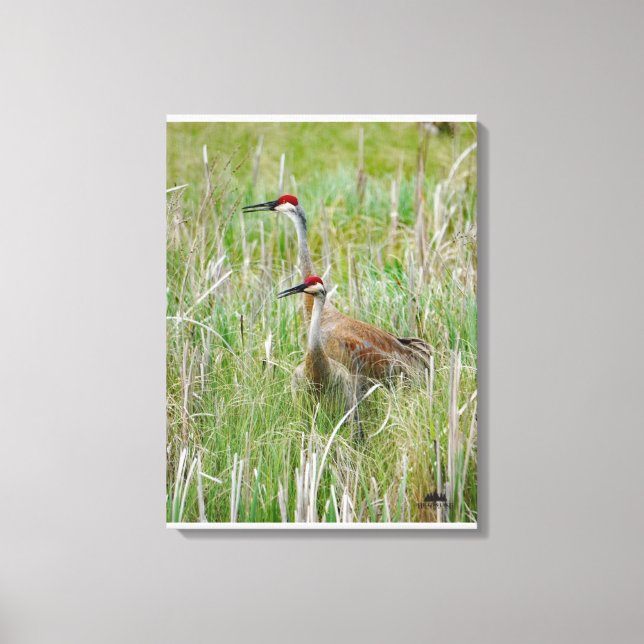 Michigan Sandhill Cranes Canvas Print (Front)