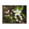 Michigan State Flower: Apple Blossom