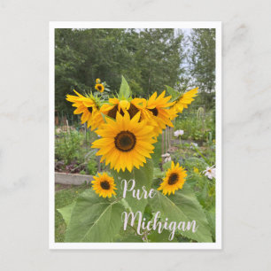 Michigan Summer Sunflower Postcrossing Postcard