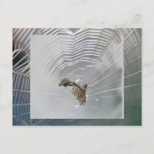 Micrathena Web & Spider Postcard