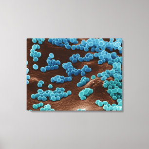 Micrococcus Bacteria on agar Canvas Print
